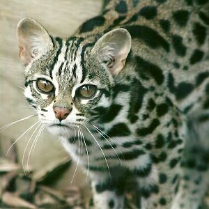 Leopard Cat 11th September 2012