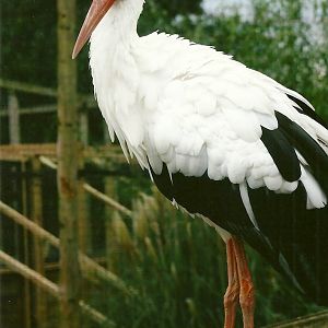 European White Stork 11th September 2012