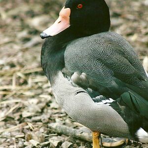 Rosybill 11th September 2012