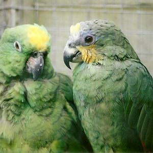 Yellow-crowned and Orange-winged Amazons 11th September 2012