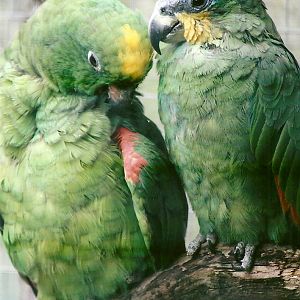 Yellow-crowned and Orange-winged Amazons 11th September 2012