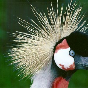 East African Crowned Crane 11th September 2012
