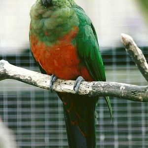 Australian King Parrot 11th September 2012