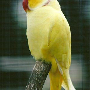 Indian Ring-necked Parakeet 11th September 2012