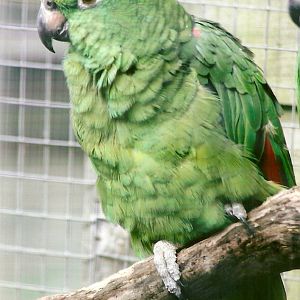 Yellow-crowned Amazon 11th September 2012