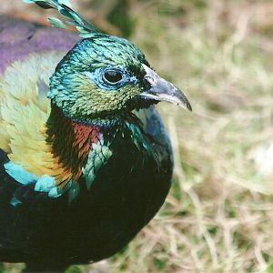 Himalayan Monal 11th September 2012