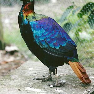 Himalayan Monal 11th September 2012