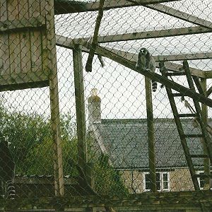 Exhibit for Ring-tailed Lemurs 11th September 2012