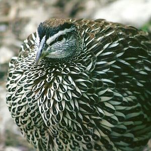 Erckel's Francolin 11th September 2012
