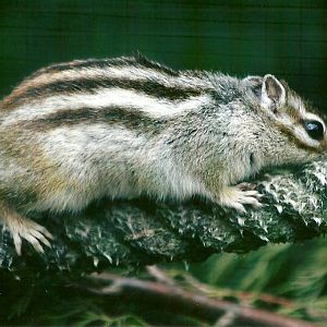 Chipmunk 11th September 2012