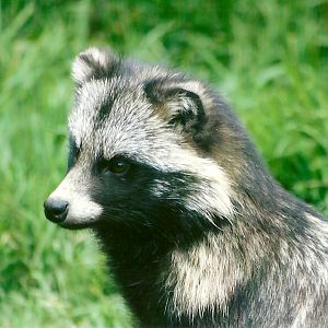 Raccoon Dog 11th September 2012