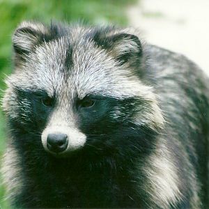 Raccoon Dog 11th September 2012