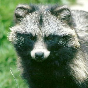 Raccoon Dog 11th September 2012