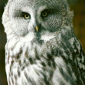 Great Grey Owl 11th September 2012