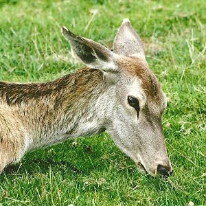 Red Deer 11th September 2012
