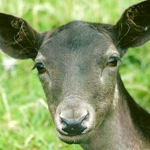 Fallow Deer 11th September 2012