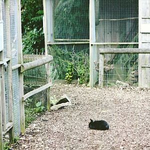 Rabbit on path 11th September 2012