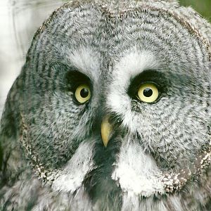 Great Grey Owl 11th September 2012