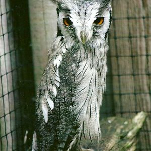 White-faced Scops Owl 11th September 2012