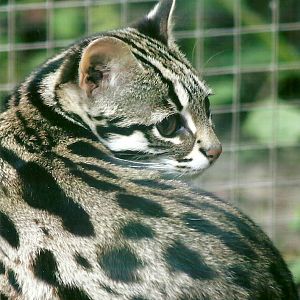 Leopard Cat 11th September 2012