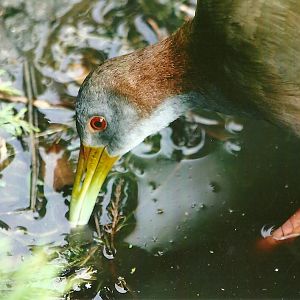 Giant Water Rail 11th September 2012