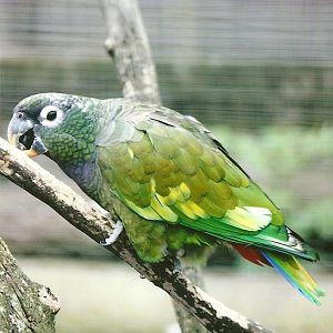 Maximilian's Pionus 11th September 2012