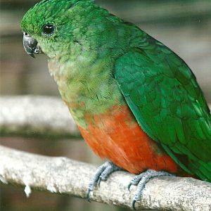 Australian King Parrot 11th September 2012