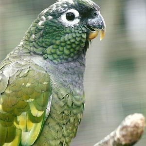 Maximilian's Pionus 11th September 2012