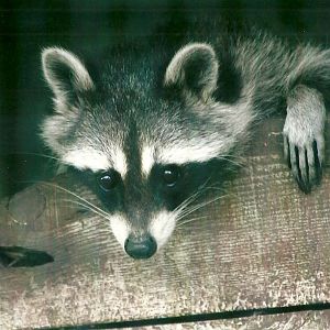 Raccoon 11th September 2012