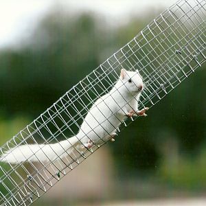 Chipmunk in overhead run 11th September 2012