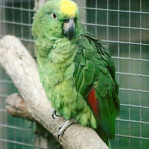 Yellow-crowned Amazon 11th September 2012