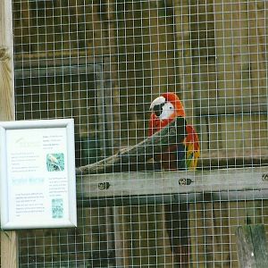 Scarlet Macaw 11th September 2012