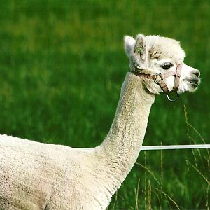 Alpaca opposite park entrance 11th September 2012