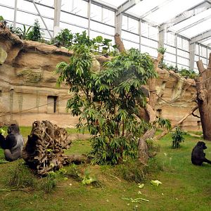 Gorilla indoor exhibit at Rostock