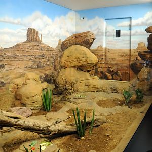 Harris Antelope Squirrel exhibit at Rostock