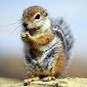 Harris Antelope Squirrel  at Rostock