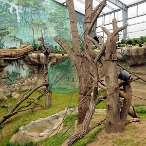 Orang Utan indoor exhibit at Rostock