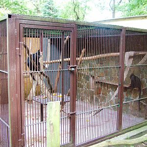 Black Mangabey Exhibit at Decin, 28/08/12