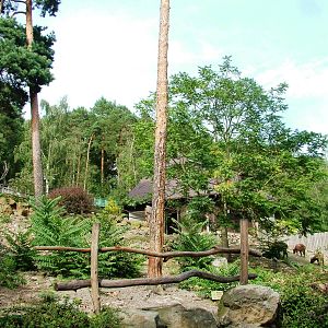 Takin Exhibit at Decin, 28/08/12