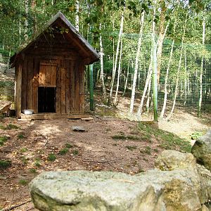 Muntjac Exhibit at Decin, 28/08/12