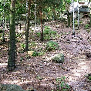 Markhor Paddock at Decin, 28/08/12