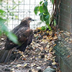 Marsh Harrier at Decin, 28/08/12