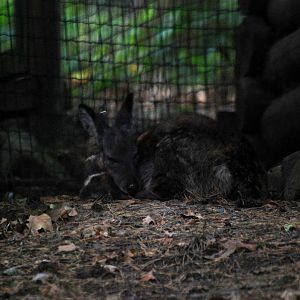 Siberian Musk Deer at Decin, 28/08/12