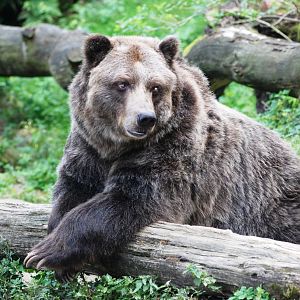 Grizzly Bear at Decin, 28/08/12