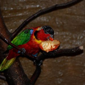 Yellow-bibbed Lory at Decin, 28/08/12