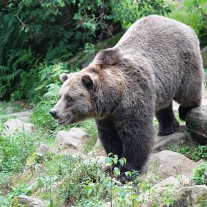 Grizzly Bear at Decin, 28/08/12