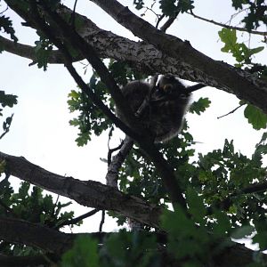 Raccoon Up a Tree at Decin, 28/08/12