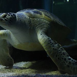 Green sea turtle