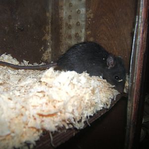 Black Rat