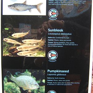 View of list of species in the new Invasive Species Exhibit in the Aquarium